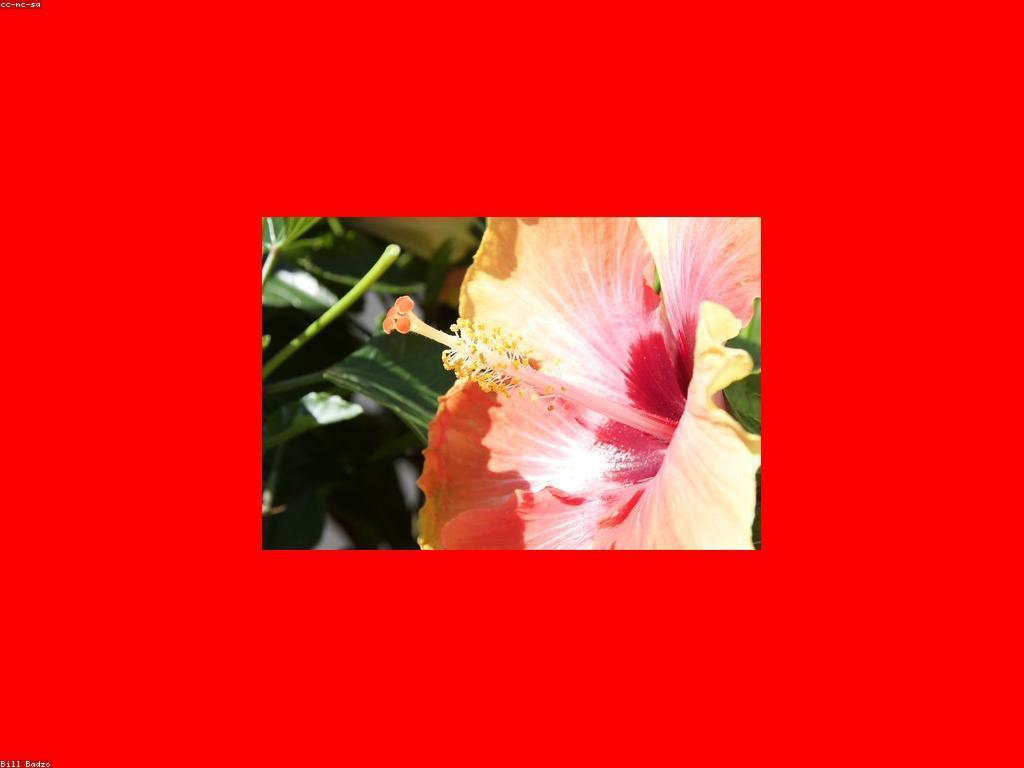 យុទ្ធសាស្ត្រស្លុតសម្រាប់ការបង្ហាញសិល្បៈនិងការច្នៃប្រឌិត